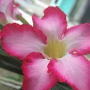 Vivi Geovanny profile icon