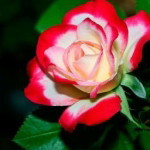norlila nong profile icon