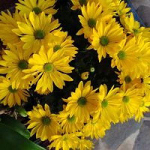 Masagca Habig Seths profile icon