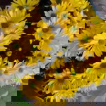 Masagca Habig Seths profile icon