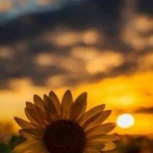 Ksyzleyy Eloan profile icon