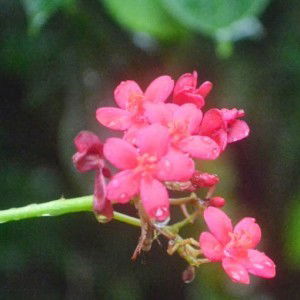 Ranny Cahyati profile icon