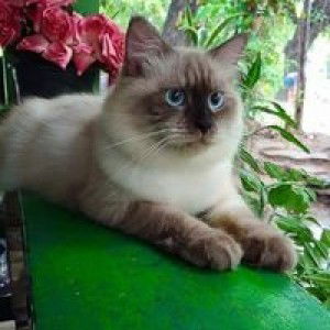 Mingie's Cats profile icon