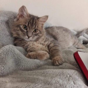 Cath Reyes profile icon