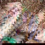 Delvita Rahayu profile icon