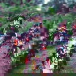 Ecargyram Adajet Somar profile icon