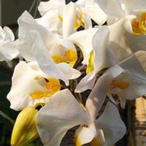 Febrina profile icon