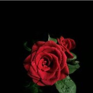 Dhita Nurkomariyah profile icon