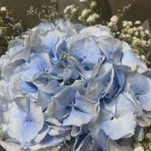 Sharon Ying profile icon