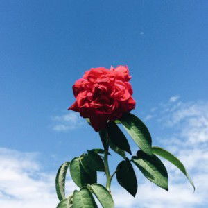 nur najihah profile icon