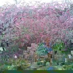 Aimy Chan profile icon