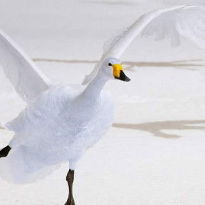 afrizka sari profile icon