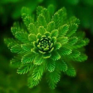 si thintwin profile icon