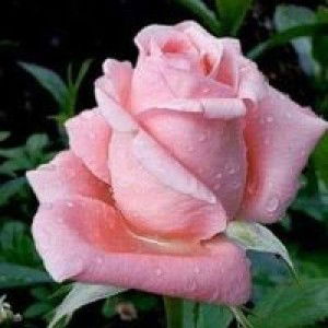 Eva Mella Widyasari profile icon