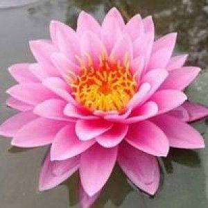 ความรัก รักสุดหัวใจ profile icon