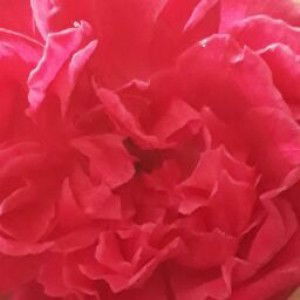 Riskasurya Rahayu profile icon