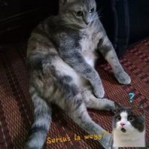 Muslihah binti Abdul Rahman profile icon