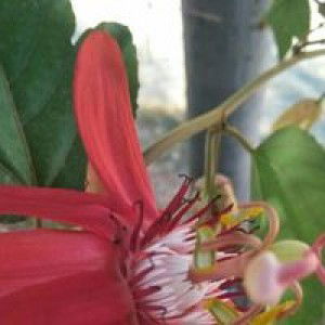 Cmoox Syandana profile icon