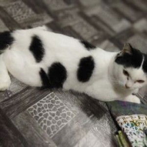 Noor Hidayah Mohd Yusof profile icon