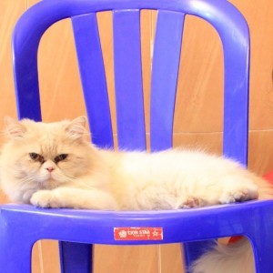 marisya putri andina profile icon