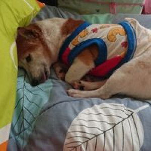 Angela Law profile icon