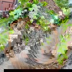 Ross Priya profile icon