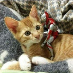 Dinda ChiayuPramesti profile icon