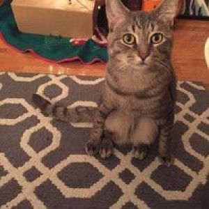 Sugar Plaiiz profile icon