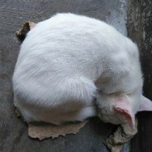 Henny Juliana profile icon