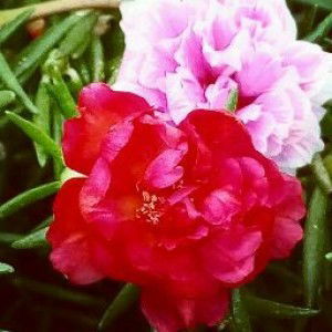 Faliatus Rokhania profile icon