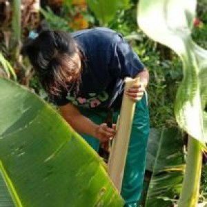 Ummi Sitepu profile icon