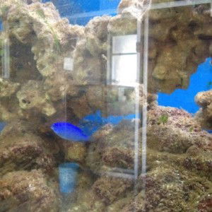 Norma Shu profile icon