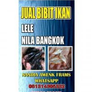 Nandiaawenkz profile icon