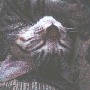 LULUK AL MAKNUN profile icon