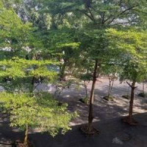 Rung Gia profile icon