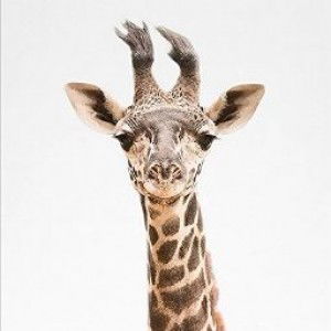 Dwi Mega profile icon