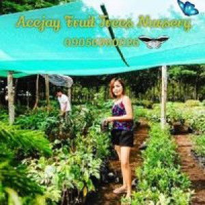 Acejay Fruit Trees Nursery profile icon