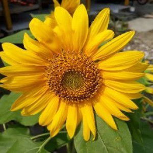 Fitri Hani profile icon