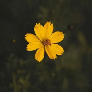 Chairussyifa Zydalena profile icon