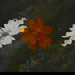 Chairussyifa Zydalena profile icon