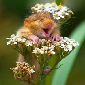 Lucky’s Mom profile icon