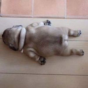 Nhi Nhi Hoàng profile icon