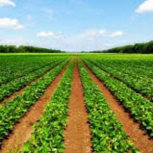 Angel Petricia profile icon