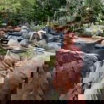 Istiani Amini profile icon