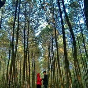 Sisil Maulana profile icon