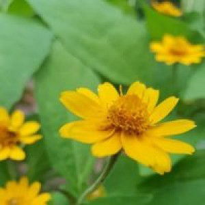 Dewi Tyas profile icon