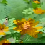 Dewi Tyas profile icon