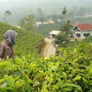 Miftah Dewi Kusumawati profile icon