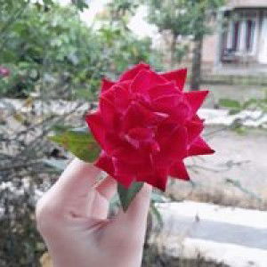 Sherly Susanty profile icon