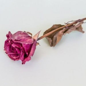 Mae Anne Acance profile icon